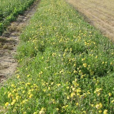 úročník bolhoj - náhled 4