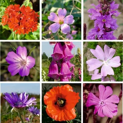 Červená louka - náhled 2