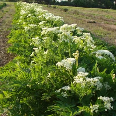 čechřice vonná - náhled 3