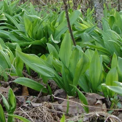 česnek medvědí - náhled 4