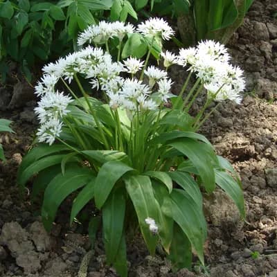 česnek medvědí - náhled 1