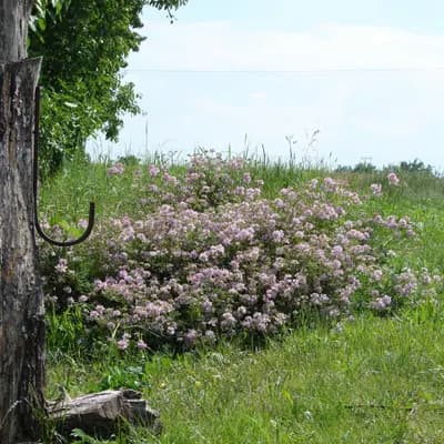čičorka pestrá - náhled 2