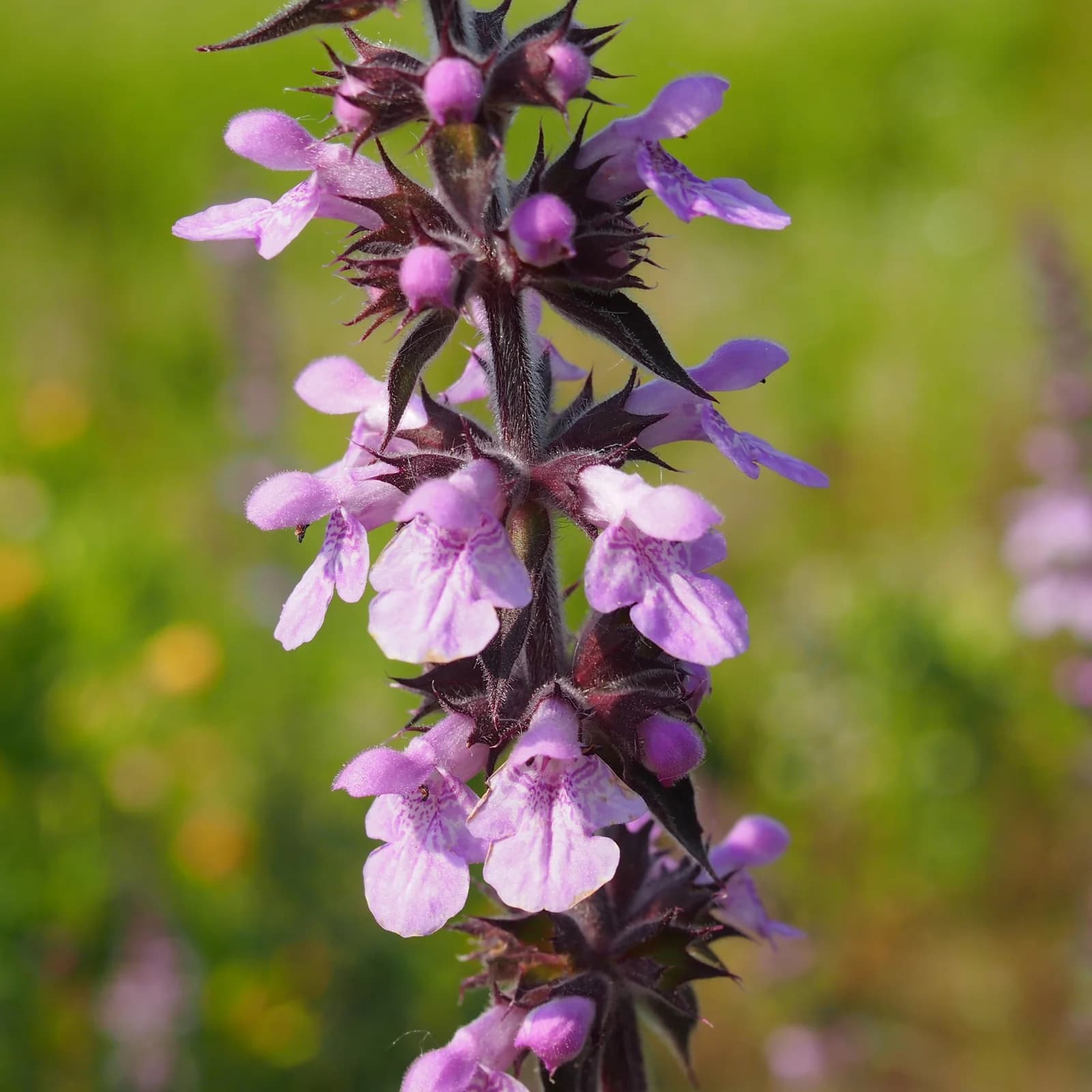 čistec bahenní - obrázek 1