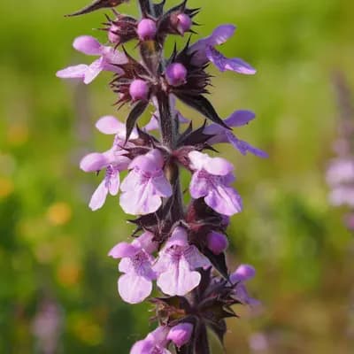 čistec bahenní - náhled 1