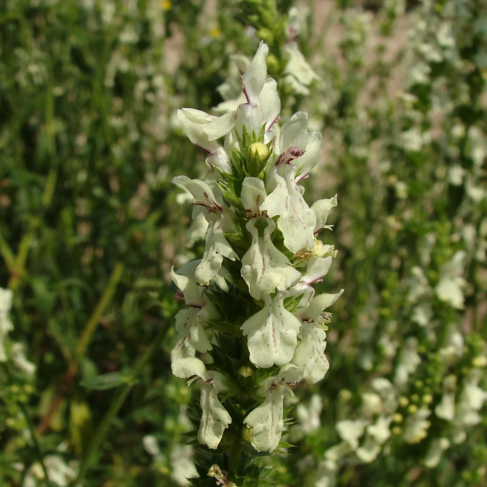 čistec přímý - obrázek 1