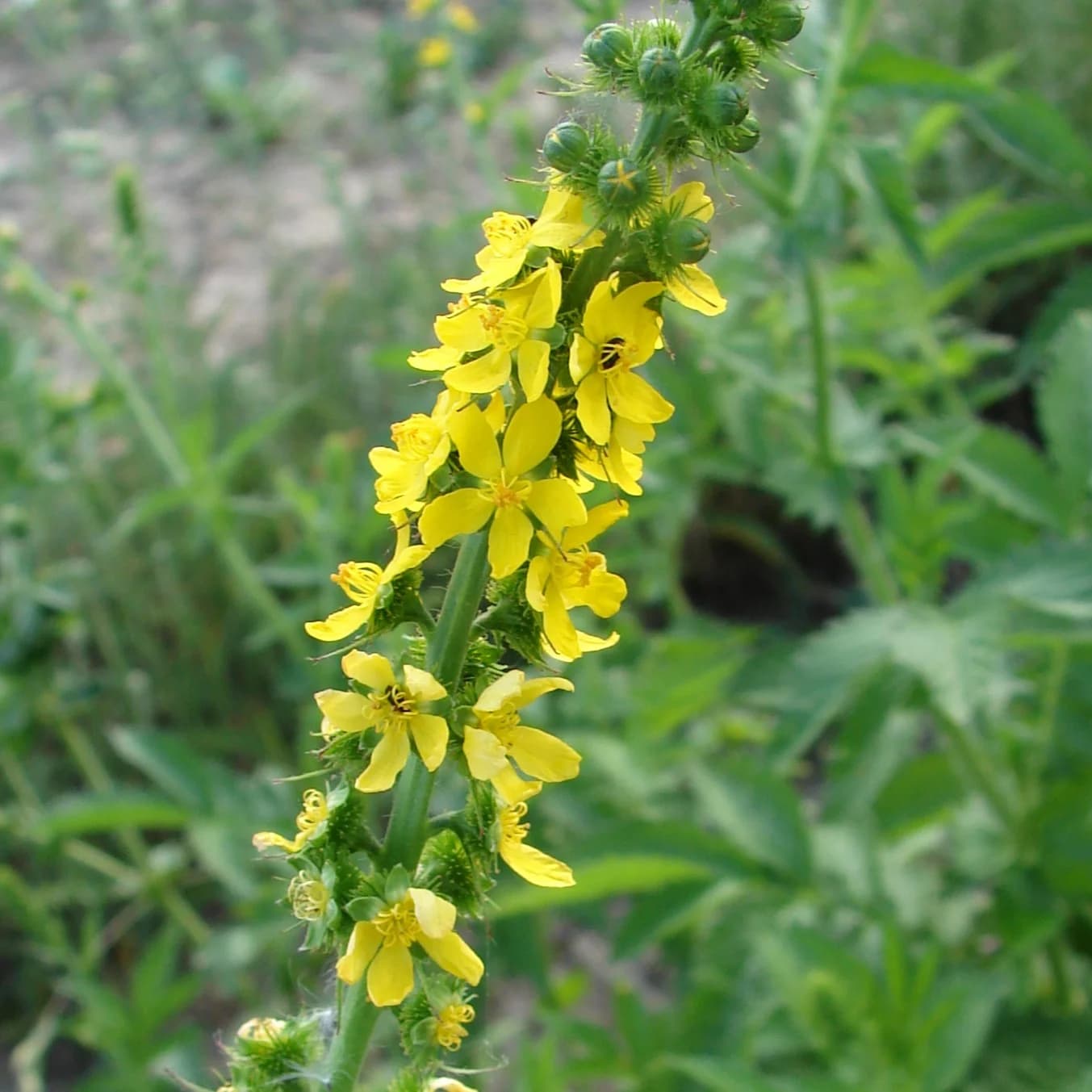 řepík lékařský - obrázek 1