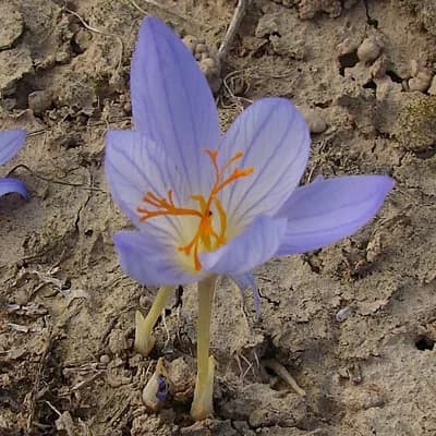 šafrán setý - náhled 4