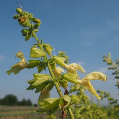 šalvěj lepkavá - náhled 2