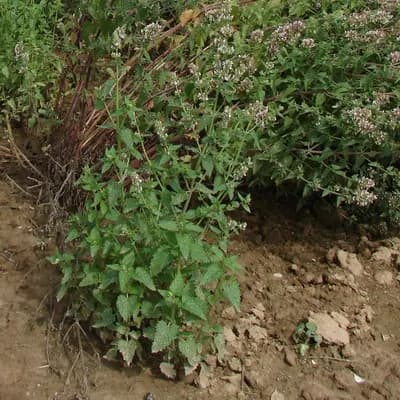 šanta kočičí - náhled 1