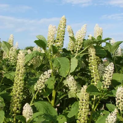 líčidlo americké - náhled 1