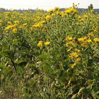 oman pravý - náhled 6