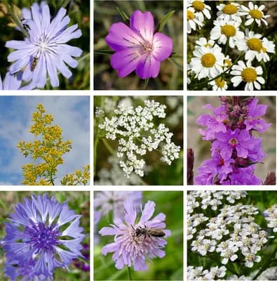 Chalupářská louka - náhled 2