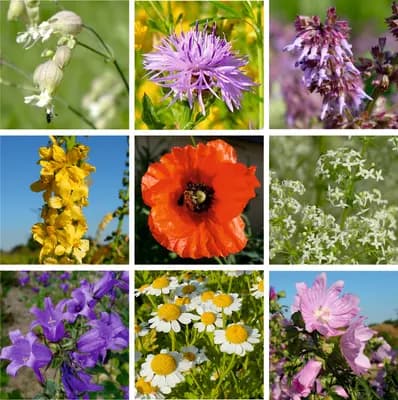 Chalupářská louka - náhled 3