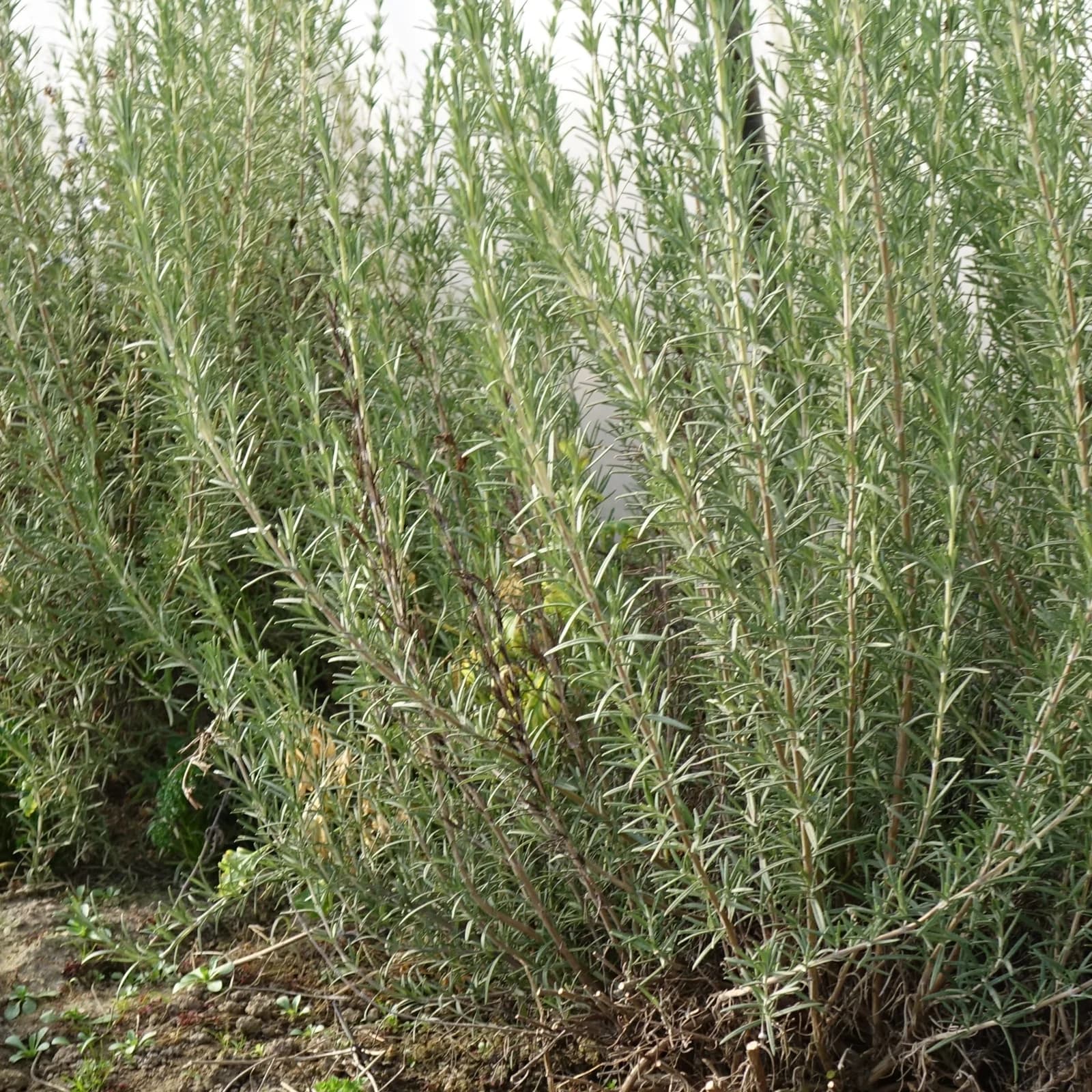 rozmarýn lékařský - obrázek 1