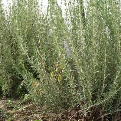 rozmarýn lékařský