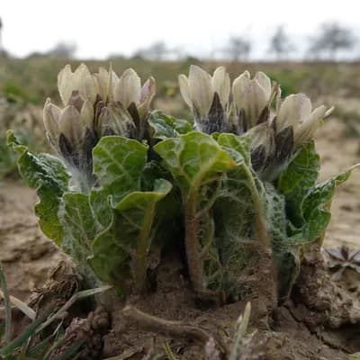 mandragora lékařská - náhled 2