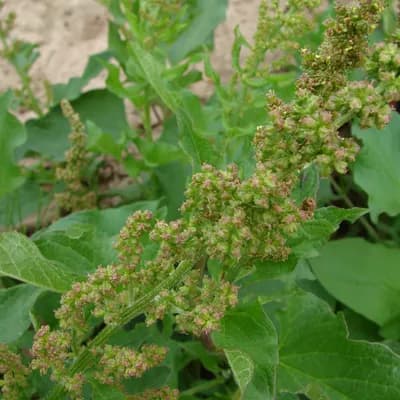 merlík všedobr - náhled 2