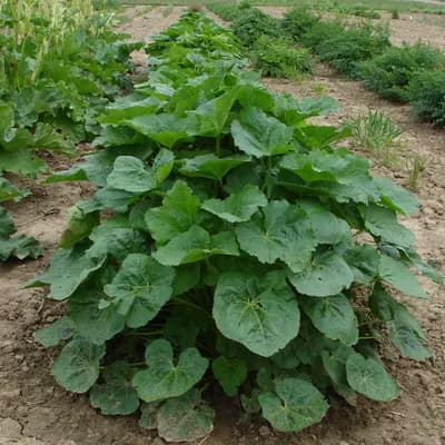 topolovka růžová - náhled 3