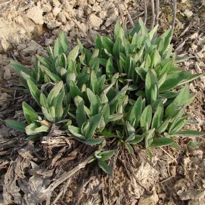 arnika stepní - náhled 2