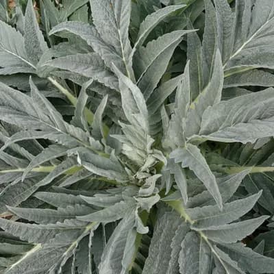 artyčok kardový zahradní - náhled 3