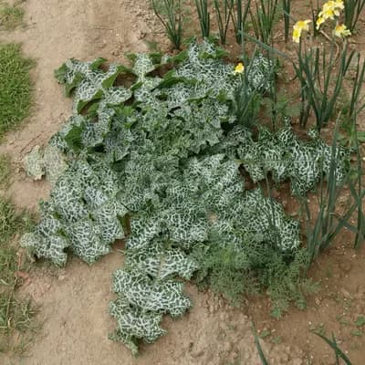 ostropestřec mariánský - náhled 3