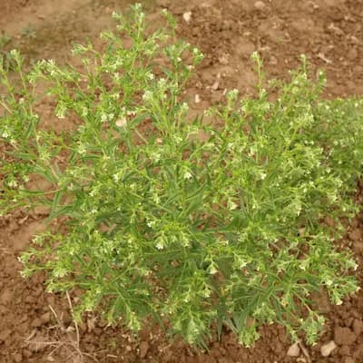 kamejka lékařská - náhled 2