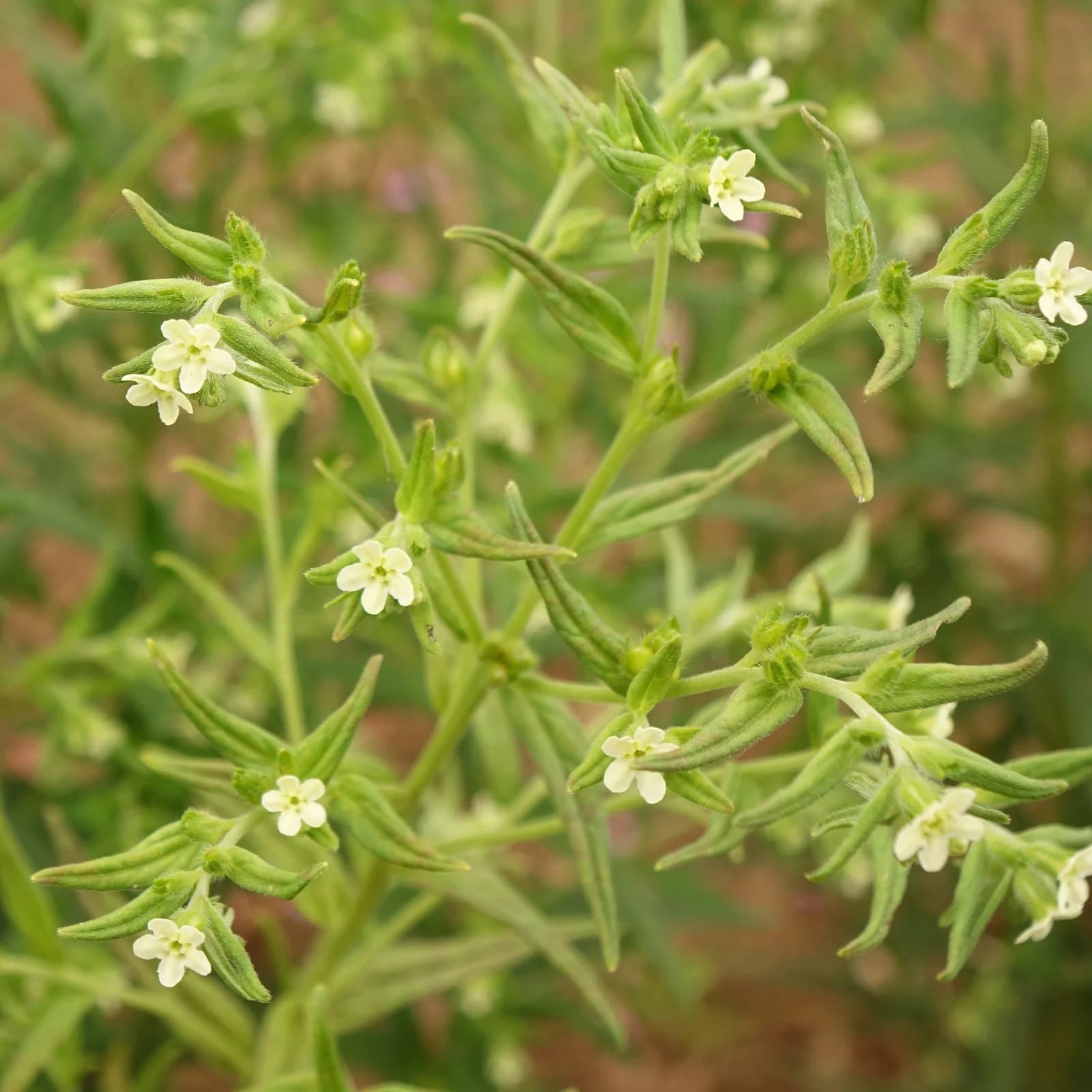 kamejka lékařská - obrázek 1