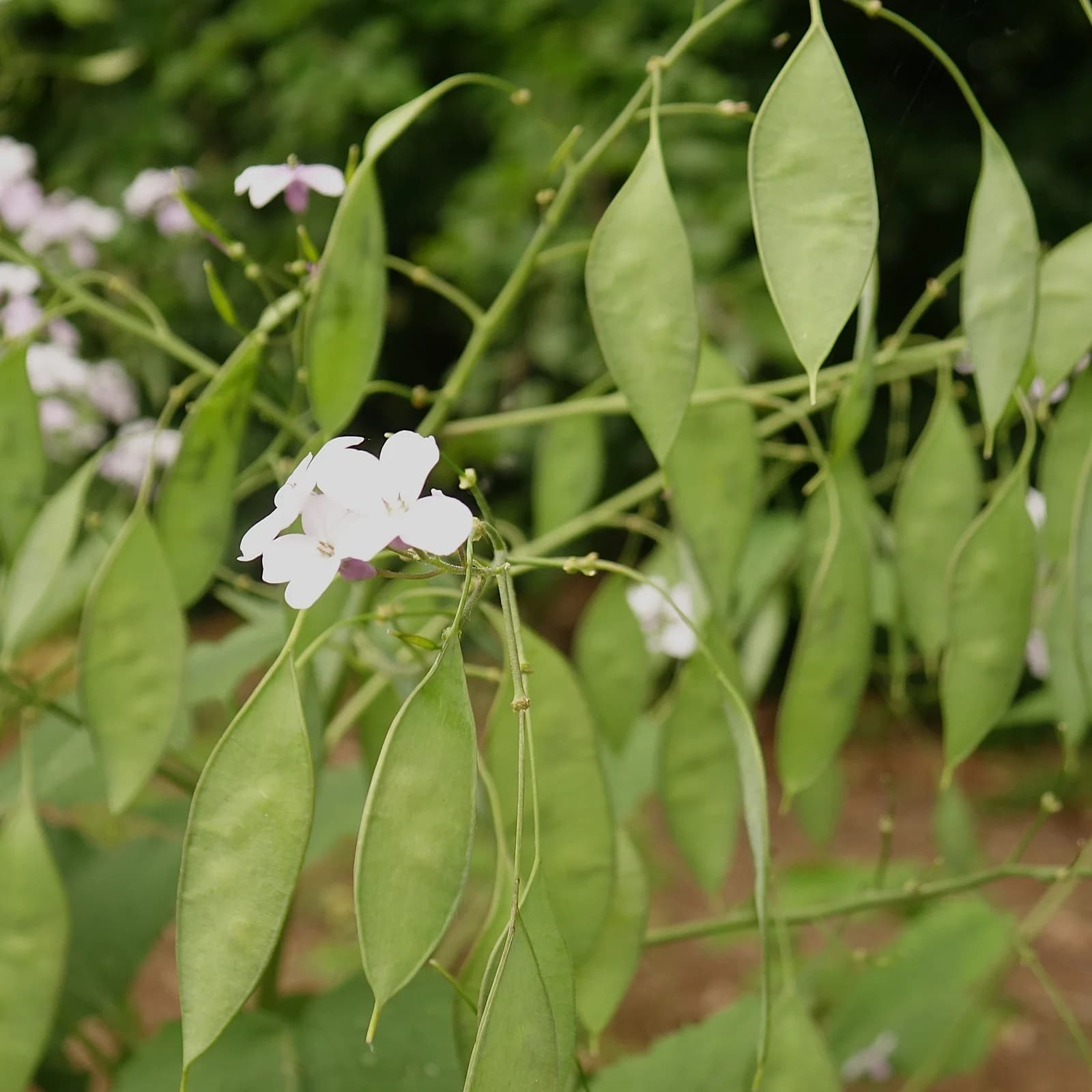 měsíčnice vytrvalá - obrázek 1