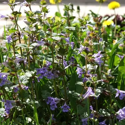 popenec břečťanolistý - náhled 3