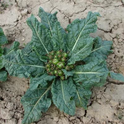 mandragora lékařská - náhled 3