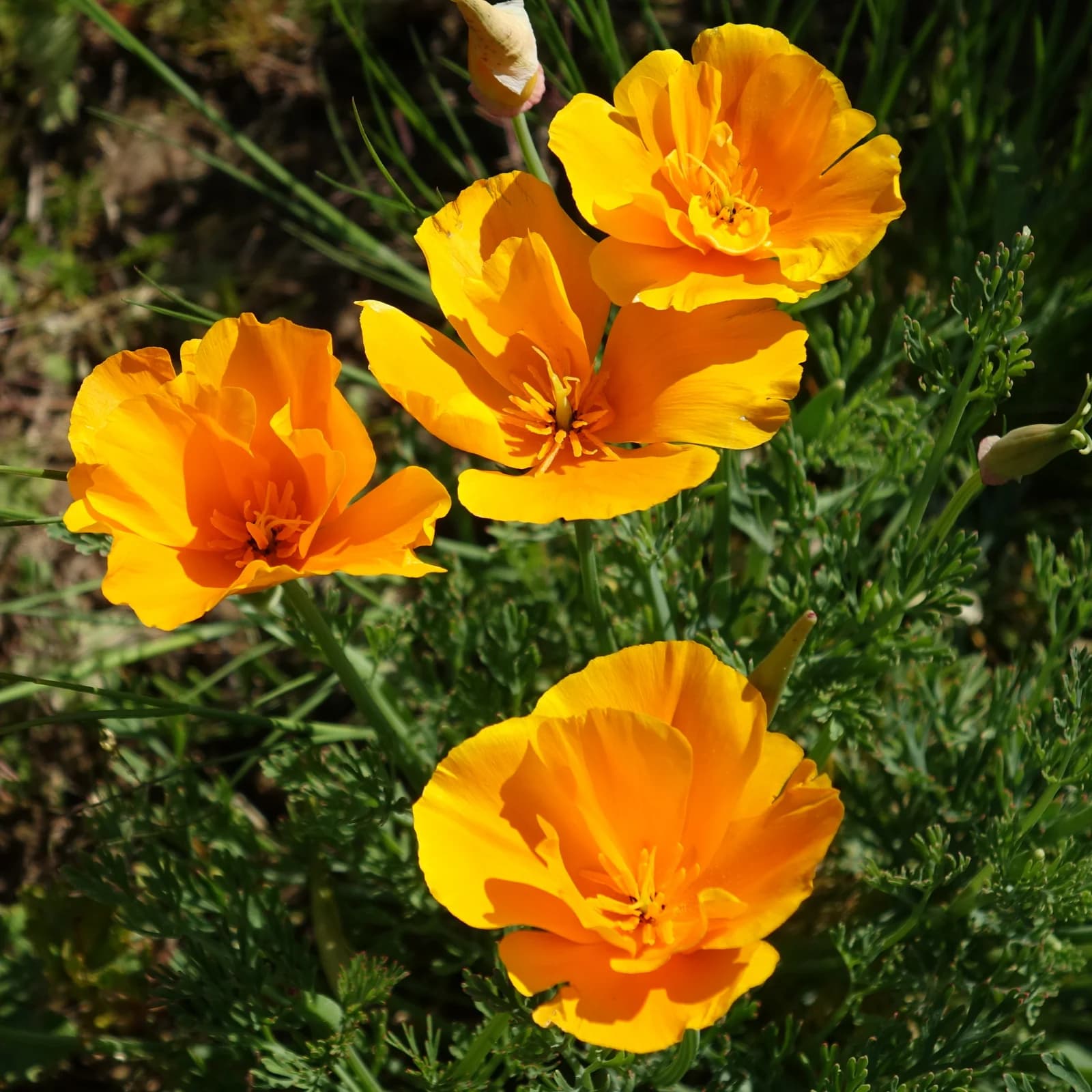 sluncovka kalifornská - obrázek 1