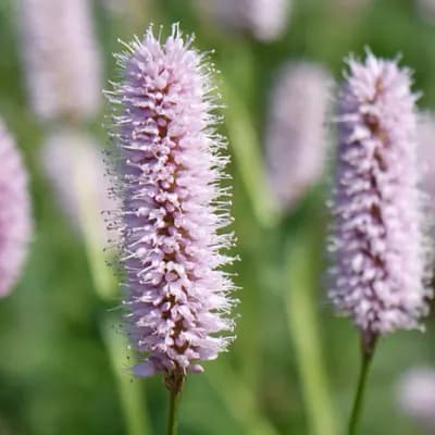 rdesno hadí kořen - náhled 1