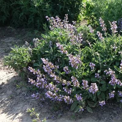 šalvěj lékařská - náhled 3