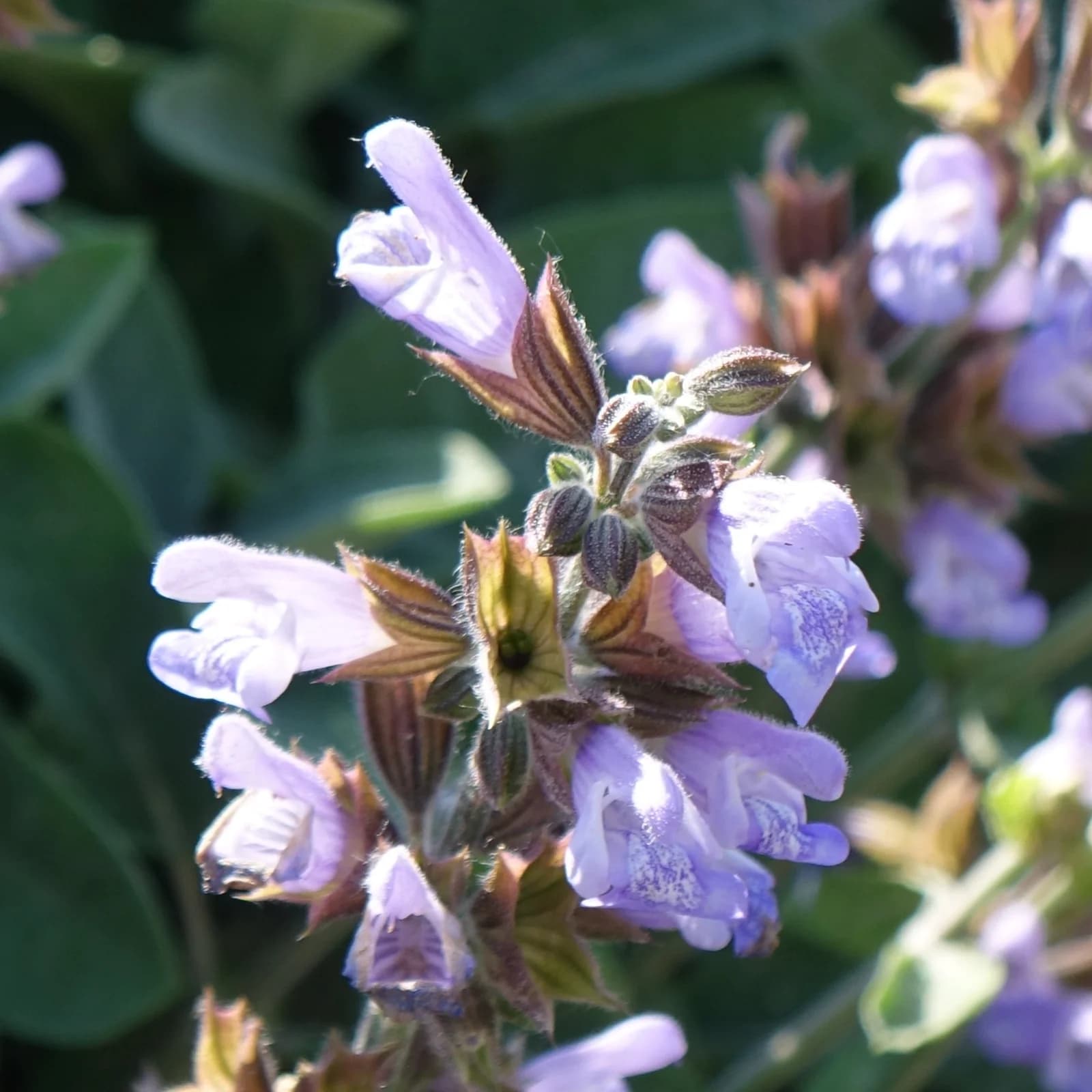 šalvěj lékařská - obrázek 1