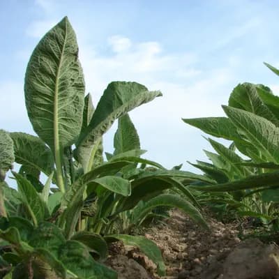 oman pravý - náhled 4