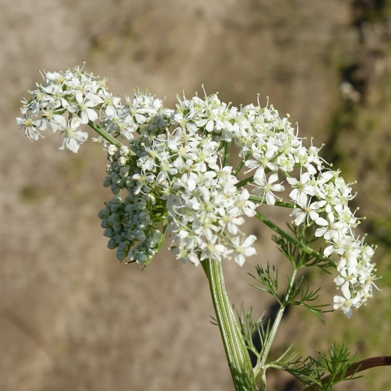 koprník štětinolistý - obrázek 1