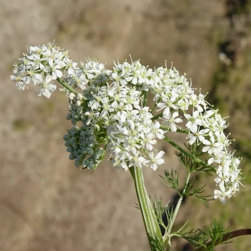 koprník štětinolistý