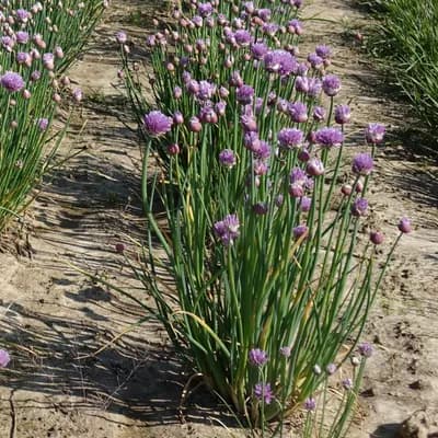 česnek pažitka - náhled 2