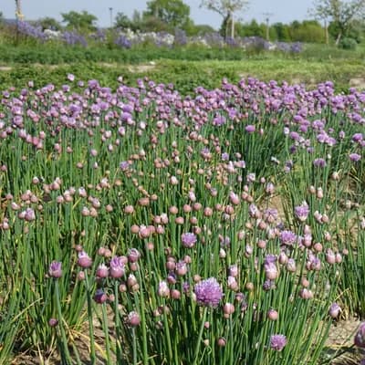 česnek pažitka - náhled 3