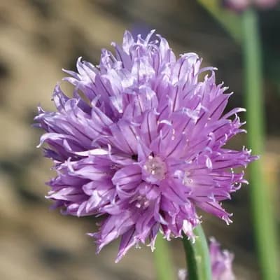 česnek pažitka - náhled 1