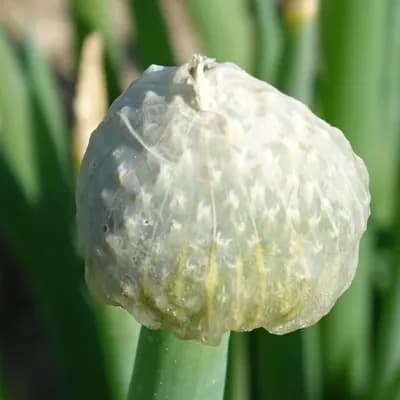 cibule zimní - náhled 2