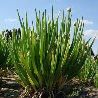 cibule zimní - náhled 3