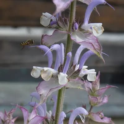 šalvěj muškátová - náhled 2