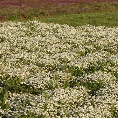 rmenec sličný (heřmánkovec římský) - náhled 3