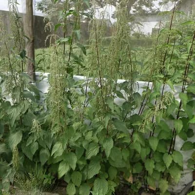 kopřiva dvoudomá - náhled 2