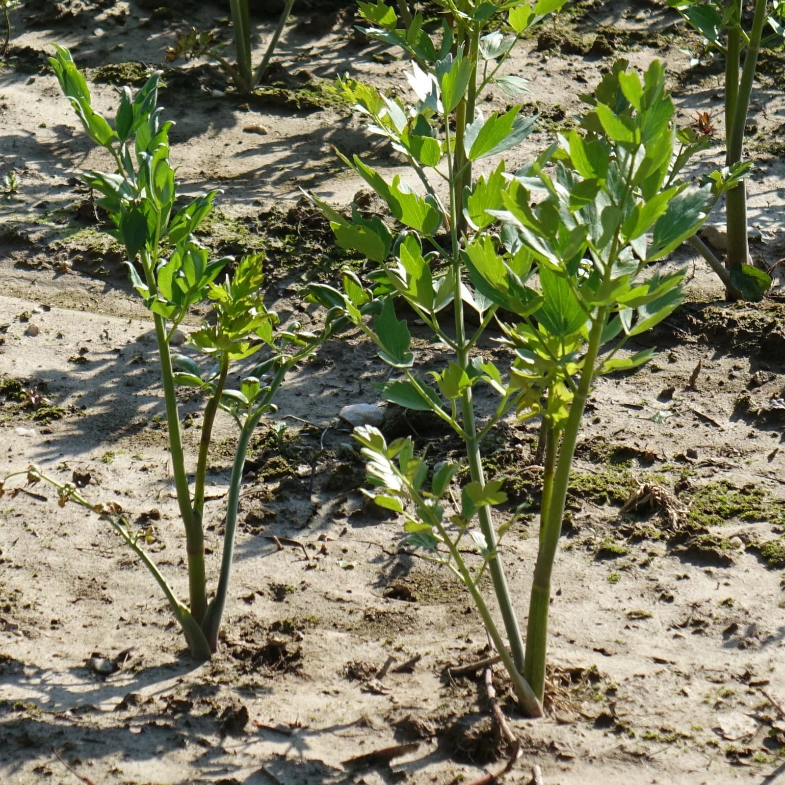 libeček lékařský - obrázek 1