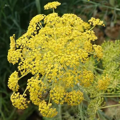 kopr vonný - náhled 1