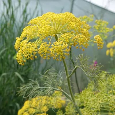 kopr vonný - náhled 2