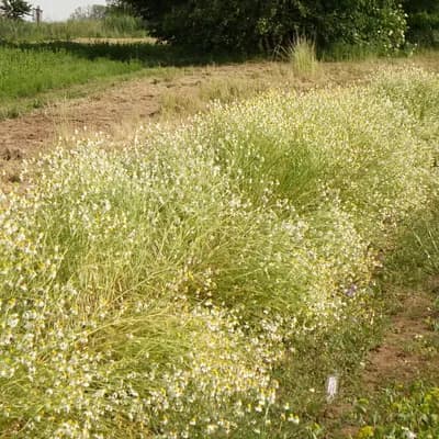 heřmánek pravý - náhled 3