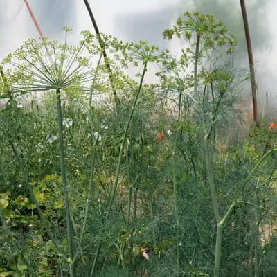 kopr vonný - náhled 3